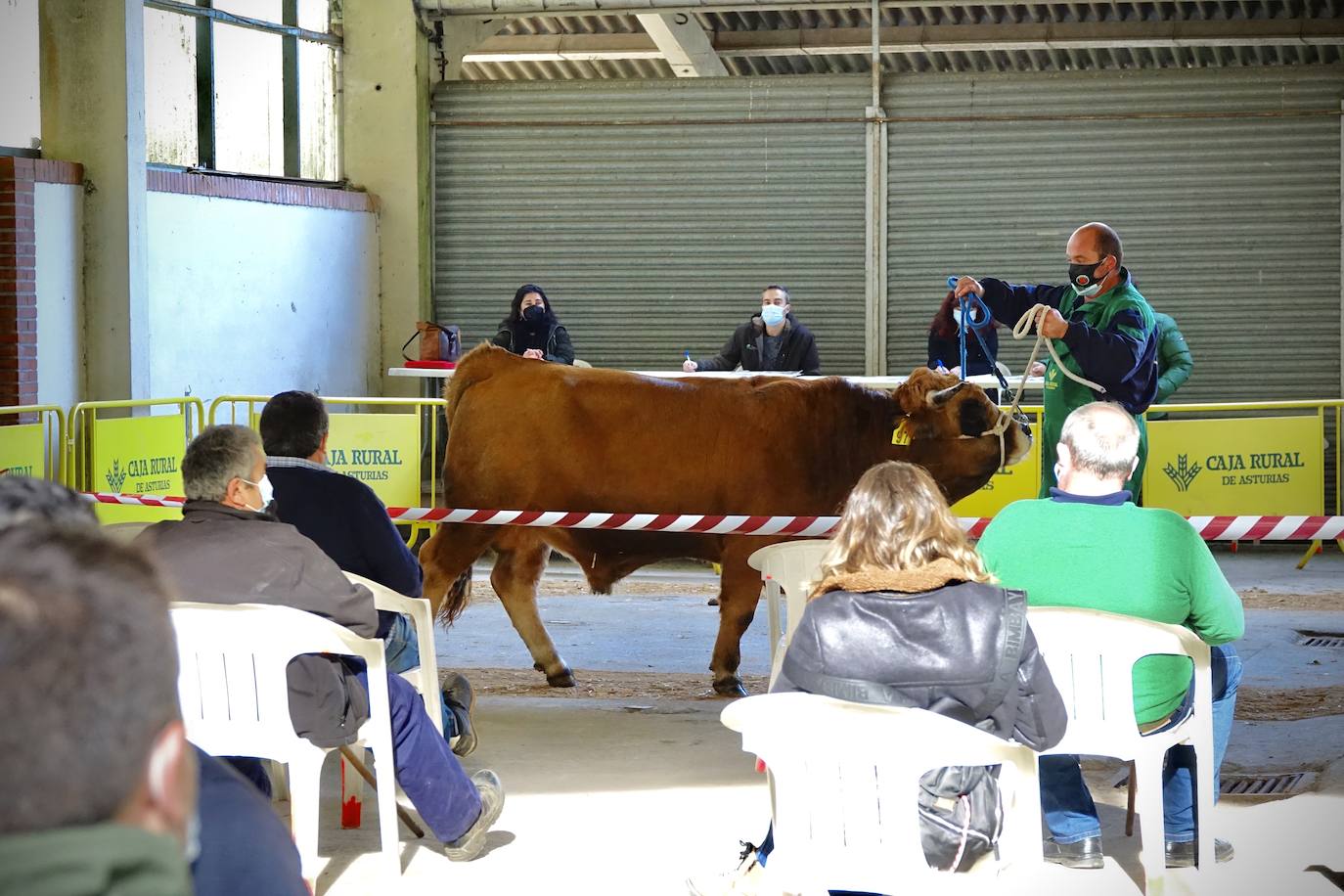 'Babiano', llegado desde León, fue el ejemplar más cotizado y finalmente se lo llevó a Llueves el ganadero cangués Máximo Sánchez por 1.950 euros