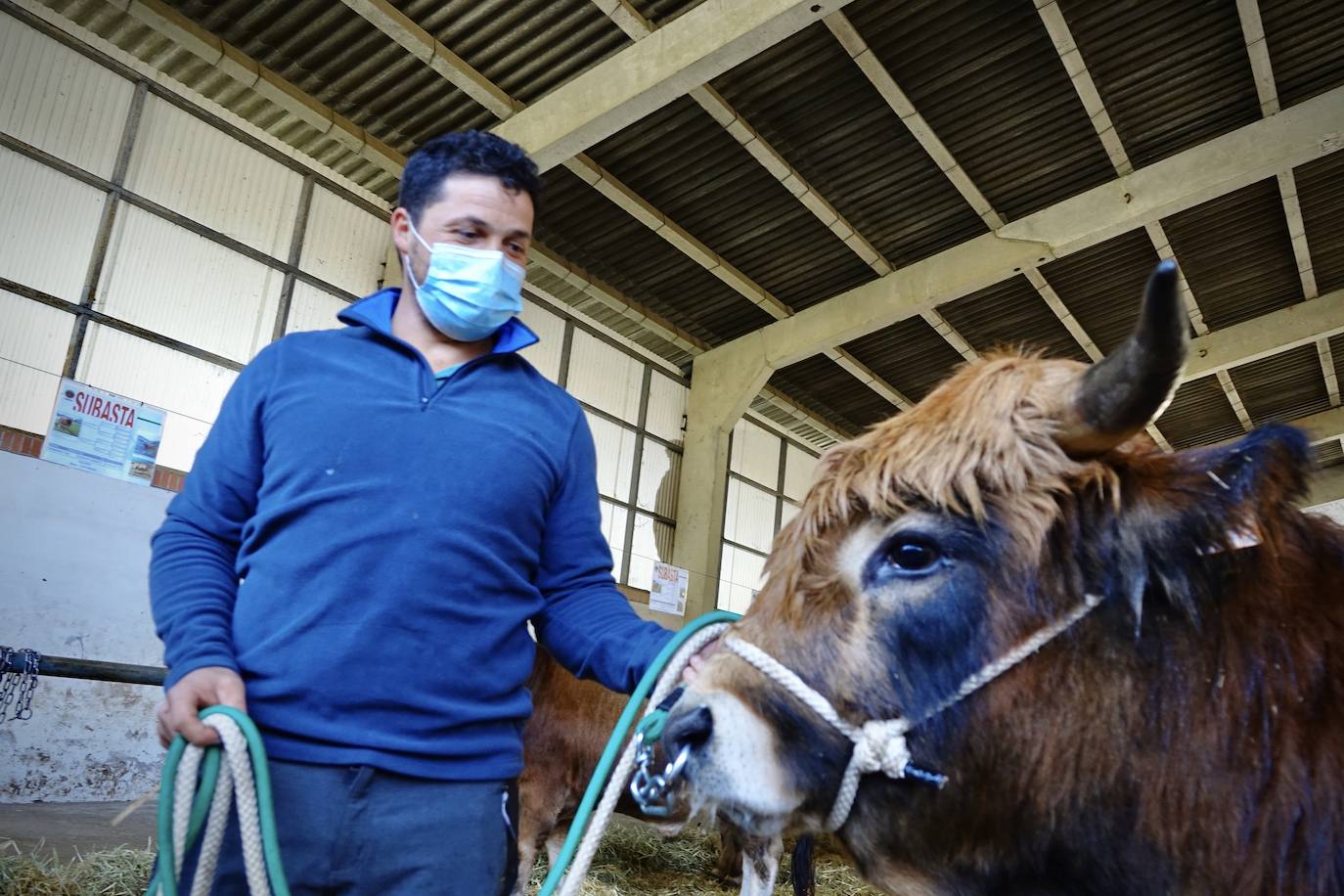 'Babiano', llegado desde León, fue el ejemplar más cotizado y finalmente se lo llevó a Llueves el ganadero cangués Máximo Sánchez por 1.950 euros