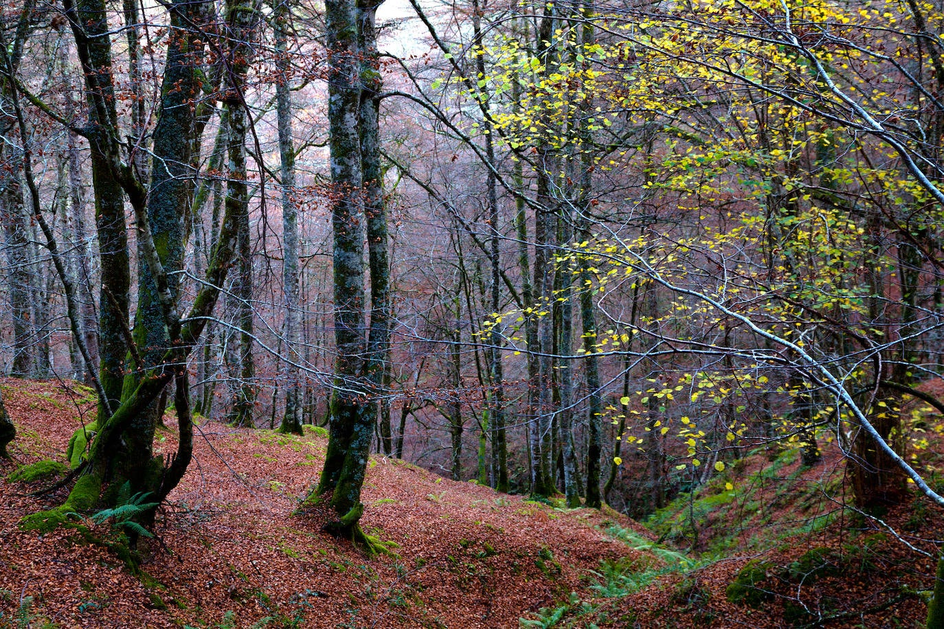 Estas cien imágenes son una selección de las fotografías captadas por los asturianos a lo largo de este año y que optaron a formar parte del calendario 'Escenas de Asturias', el concurso convocado por EL COMERCIO con el patrocinio del grupo El Gaitero. 