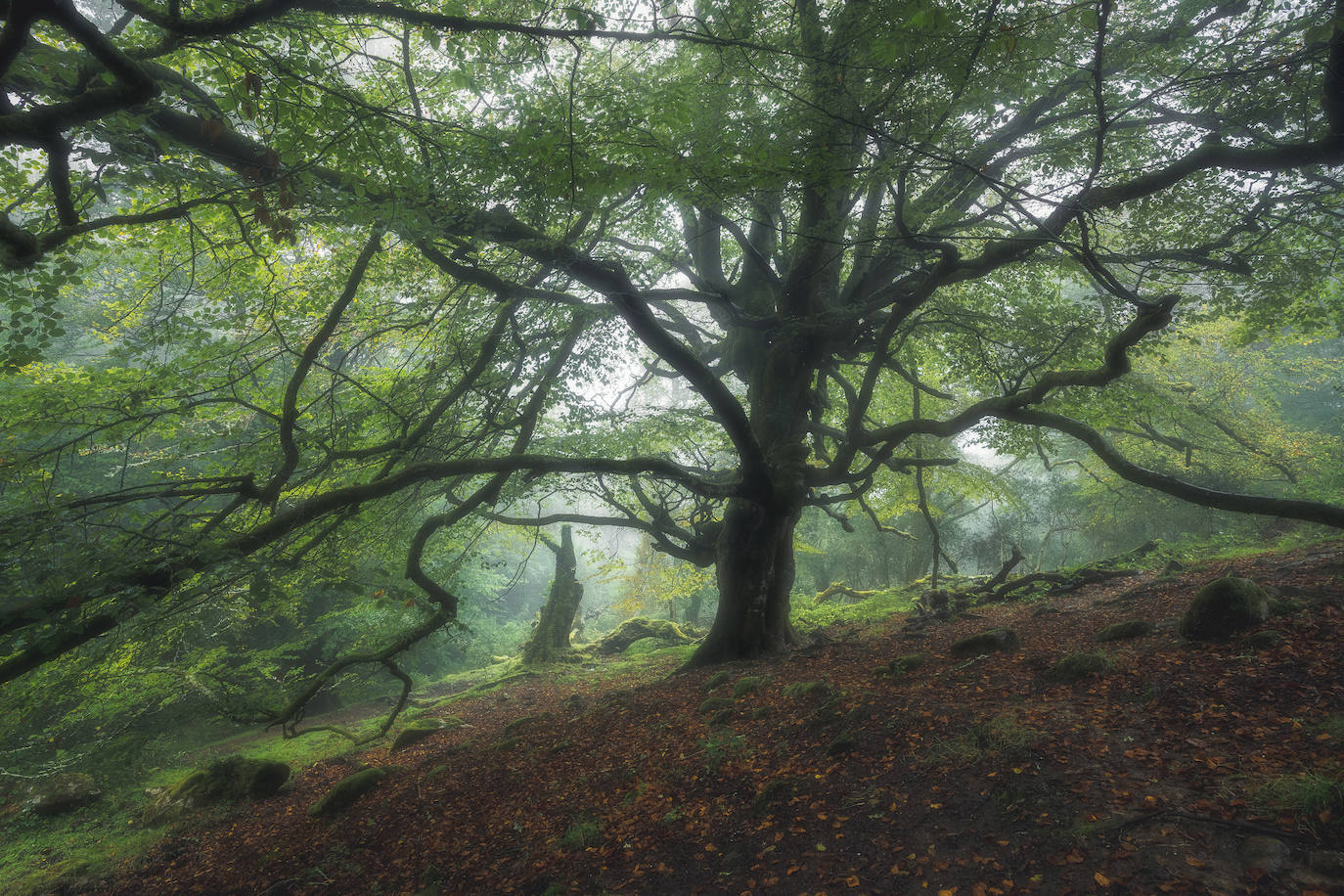 Estas cien imágenes son una selección de las fotografías captadas por los asturianos a lo largo de este año y que optaron a formar parte del calendario 'Escenas de Asturias', el concurso convocado por EL COMERCIO con el patrocinio del grupo El Gaitero. 