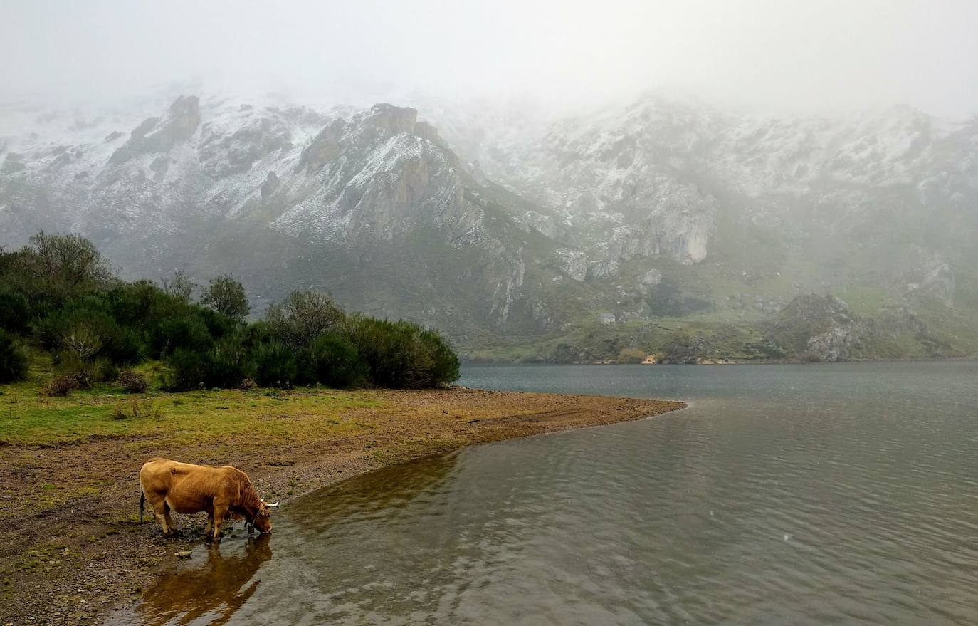 Estas cien imágenes son una selección de las fotografías captadas por los asturianos a lo largo de este año y que optaron a formar parte del calendario 'Escenas de Asturias', el concurso convocado por EL COMERCIO con el patrocinio del grupo El Gaitero. 