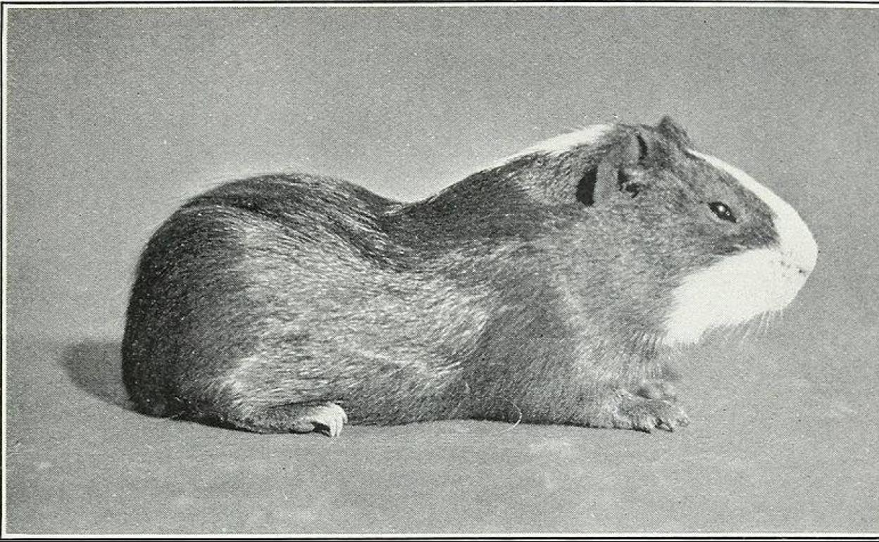 Se inocularon 'Bacillus anthracis' modificados en cobayas y ratones.