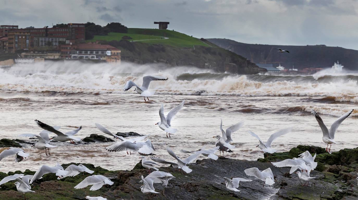 Una bandada de gaviotas junto al oleaje de la playa de San Lorenzo, en Gijón, el pasado martes