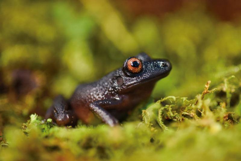 Una expedición de científicos ha descubierto nuevas especies de animales en los altos Andes bolivianos. Se tratan de la víbora yope de montaña, la serpiente bandera boliviana, la rana liliputiense y cuatro de mariposas, entre otros. Además, los investigadores han redescubierto otras cuatro especies que se creían extintas. En este grupo se encuentran la rana ojos de diablo y una mariposa satirido. Durante la expedición, los científicos también han hallado nuevas especies de plantas, como cuatro tipos de orquídeas.