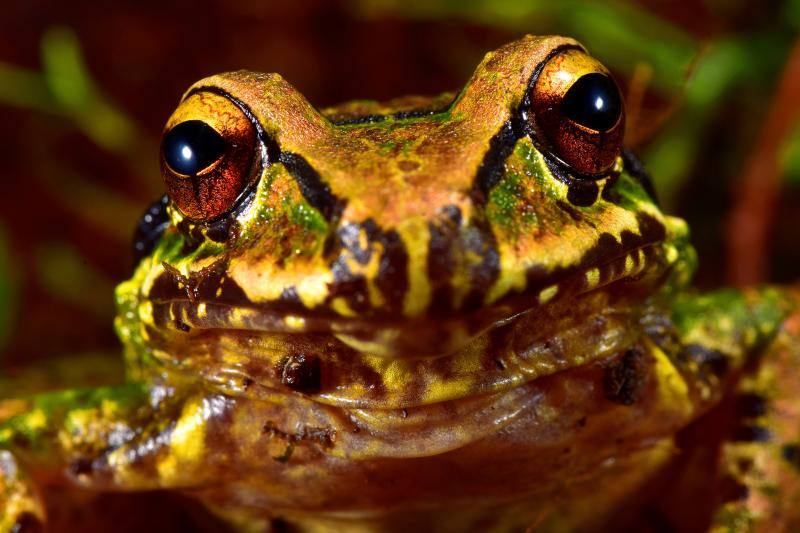 Una expedición de científicos ha descubierto nuevas especies de animales en los altos Andes bolivianos. Se tratan de la víbora yope de montaña, la serpiente bandera boliviana, la rana liliputiense y cuatro de mariposas, entre otros. Además, los investigadores han redescubierto otras cuatro especies que se creían extintas. En este grupo se encuentran la rana ojos de diablo y una mariposa satirido. Durante la expedición, los científicos también han hallado nuevas especies de plantas, como cuatro tipos de orquídeas.