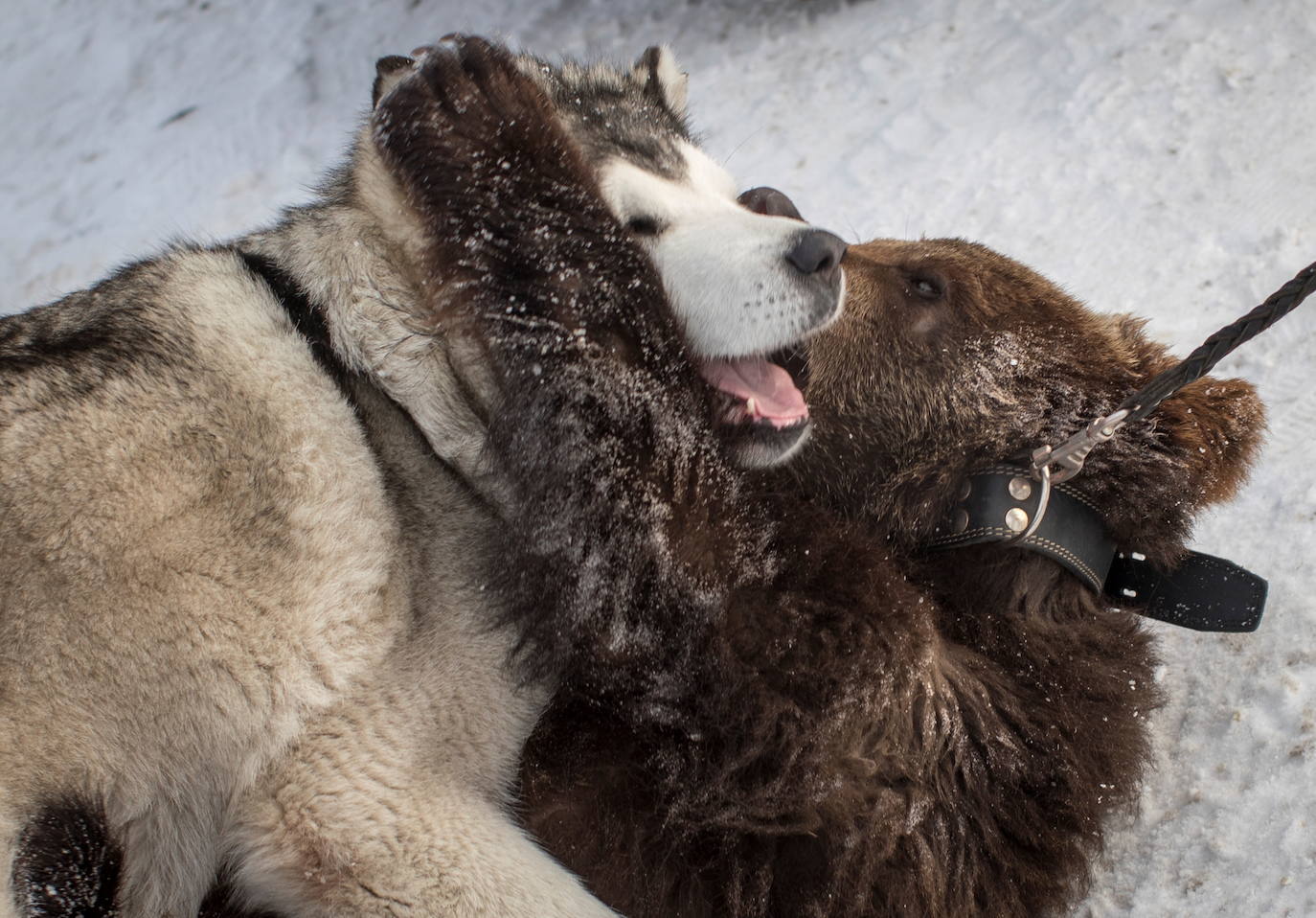 Andreyka, una osa de 10 meses, juega con Rommi, un malamute de Alaska, en el zoológico de Siberia en el asentamiento de Listvyanka, región de Irkutsk, Rusia, el 9 de diciembre de 2020. El cachorro de oso, que fue encontrado débil. A principios de este año, ahora juega peleas con el malamute de Alaska, quien la adoptó y ha visto a tres generaciones de cachorros de oso criados en el zoológico de Siberia y liberados nuevamente en la naturaleza.