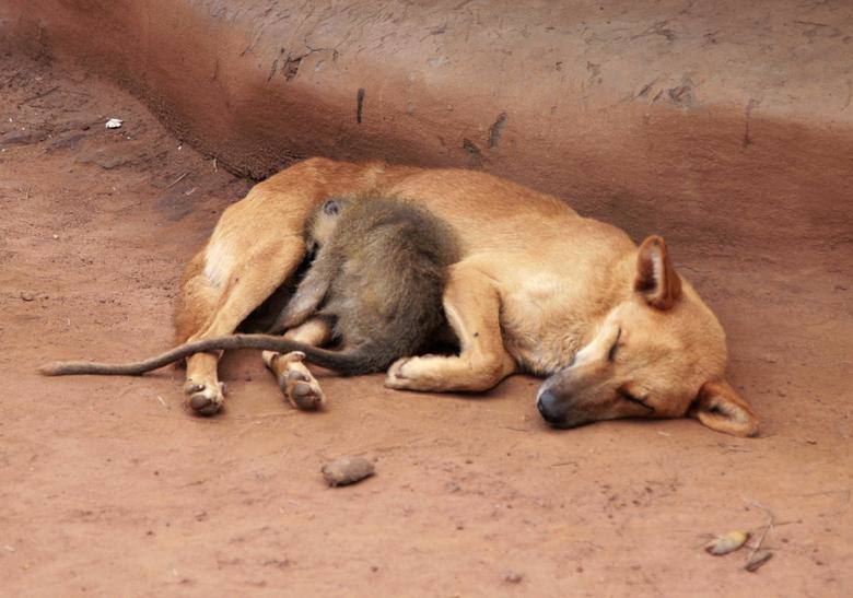 Un mono duerme junto a un perro en el campamento de Lacor para desplazados internos en el norte de Uganda.