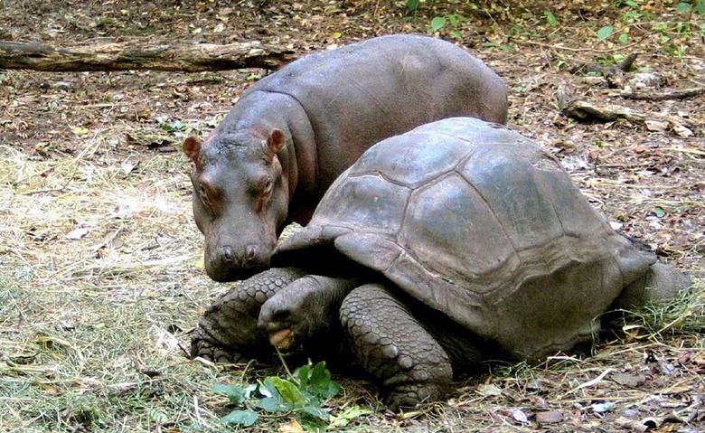 Un hipopótamo bebé de 1 año se acerca a su madre adoptiva, una tortuga gigante de Aldabran macho, en Haller Park en Mombasa.