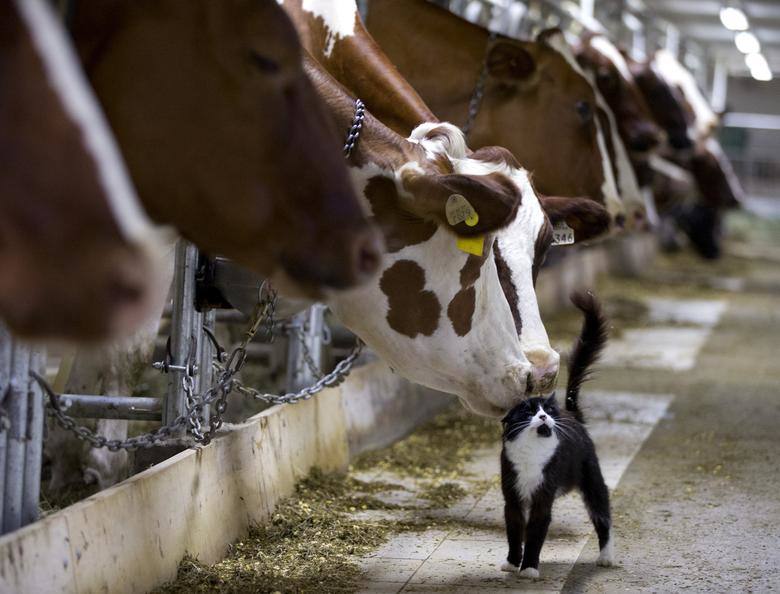 Las vacas lecheras acarician a un gato de establo mientras esperan ser ordeñadas en una granja en Granby, Quebec.