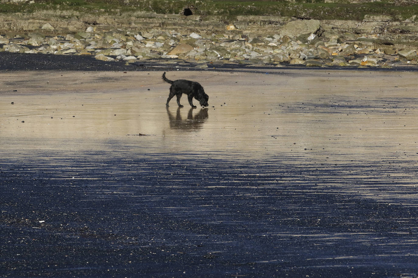 La playa de San Lorenzo de Gijón ha amanecido cubierta de carbón este jueves, casualmente coincidiendo con el día en el que se presentaban las conclusiones del estudio del laboratorio de Petrografía del Incar. Esta investigación atribuye a El Musel las manchas en el arenal gijonés. Apunta a la carga y descarga de carbón en los muelles y descarta que el material llegue por el viento. 