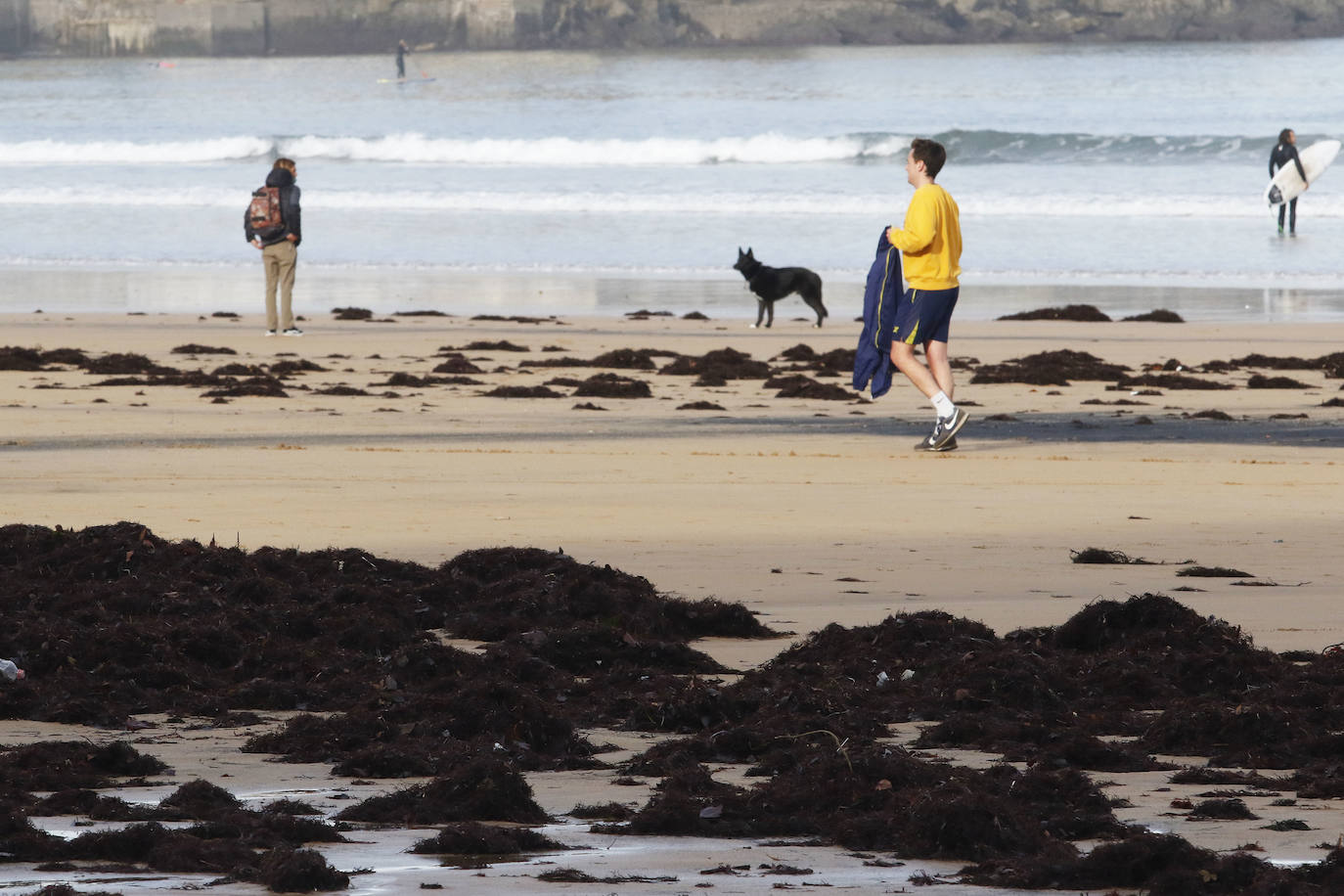 El carbón y el ocle han vuelto a aparecer estos días en la playa de San Lorenzo a causa de las mareas. Ha coincidido con la presentación de las conclusiones del estudio del laboratorio de Petrografía del Incar. Esta investigación atribuye a El Musel las manchas en el arenal gijonés. Apunta a la carga y descarga de carbón en los muelles y descarta que el material llegue por el viento.