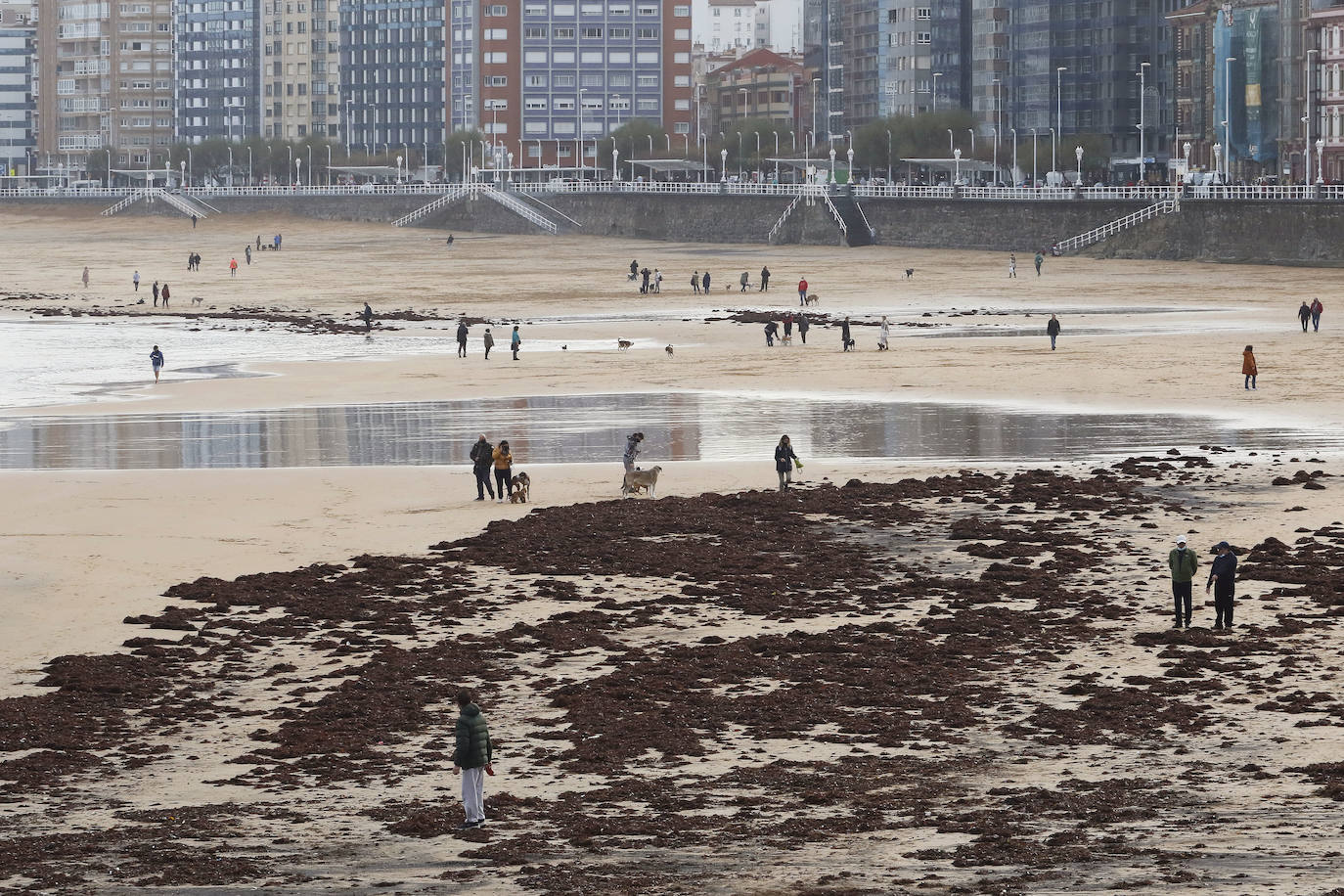 El carbón y el ocle han vuelto a aparecer estos días en la playa de San Lorenzo a causa de las mareas. Ha coincidido con la presentación de las conclusiones del estudio del laboratorio de Petrografía del Incar. Esta investigación atribuye a El Musel las manchas en el arenal gijonés. Apunta a la carga y descarga de carbón en los muelles y descarta que el material llegue por el viento.