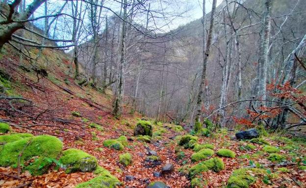 Ruta circular por el Hayedo de Lindes