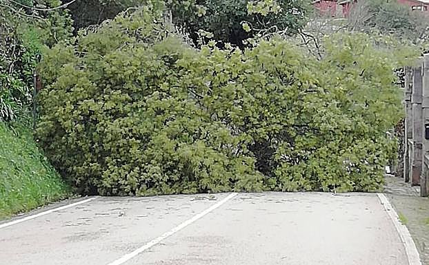 El tráfico se ha interrumpido en la CE-6 en Carreño al desplomarse una mimosa sobre el asfalto.