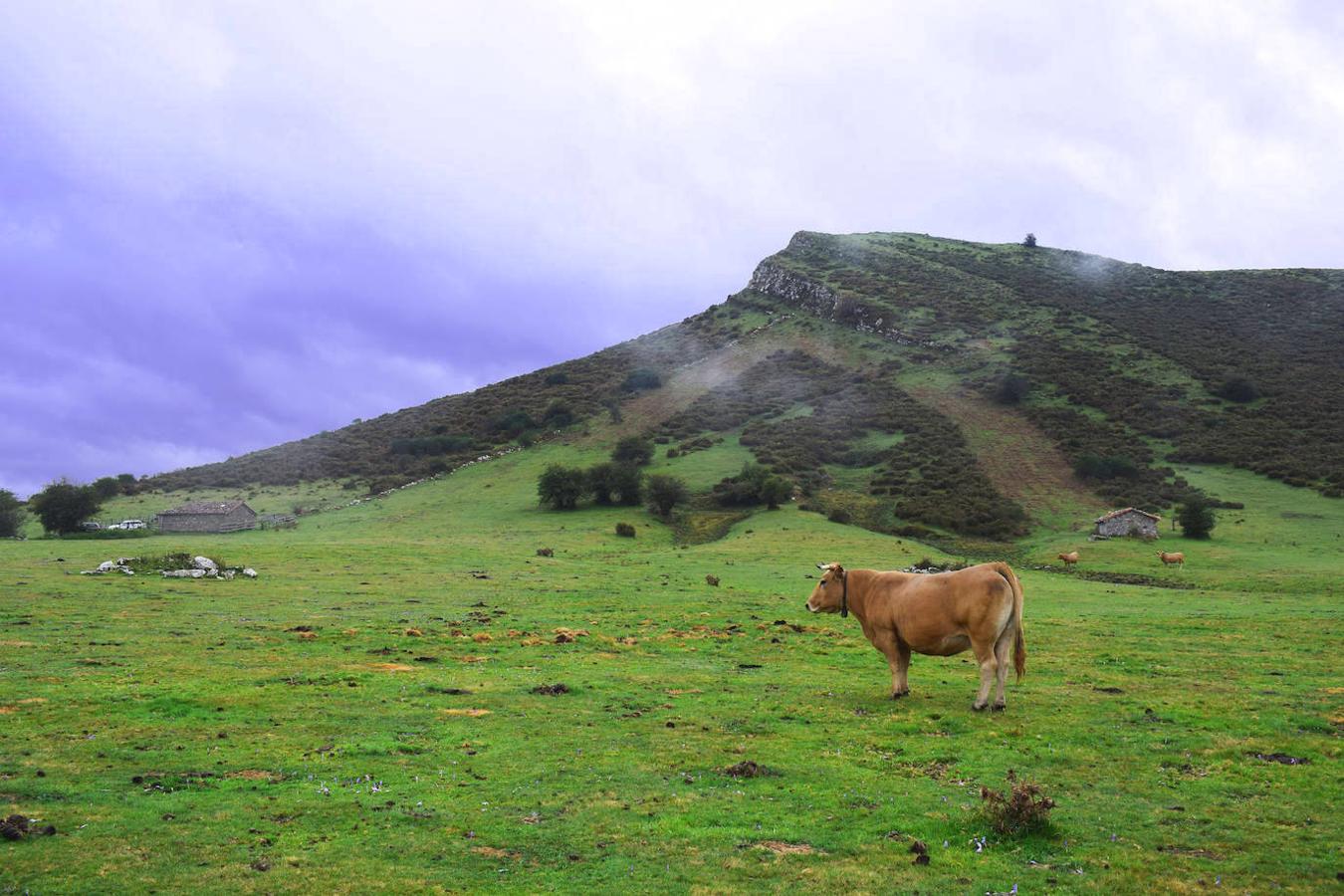 Ruta de las Brañas de Vicenturo Cueiro : Para realizar esta ruta tendrás que desplazarte hasta el concejo de Teverga y concretamente hasta el pueblo de Urria desde donde da comienzo esta caminata circular de poco más de 10 km. Si escoges un día despejado para hacerla, la belleza de las vistas desde lo alto del valle tevergano y la amplia y bonita campera en la que tradicionalmente pastaba en verano el ganado de los pueblos de Campiello, Taxa y Urria, te dejará sin palabras.