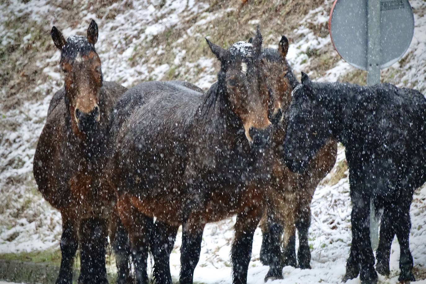 Temporal de frío y nieve en Asturias