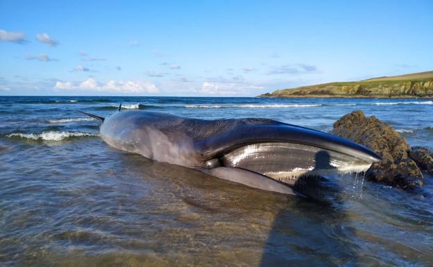 Imagen principal - Fallece el rorcual que varó en la playa de Serantes, en Tapia