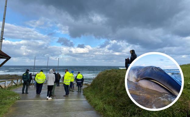 La extracción del rorcual boreal que varó y falleció en la playa de Serantes, en Tapia, comenzará esta tarde