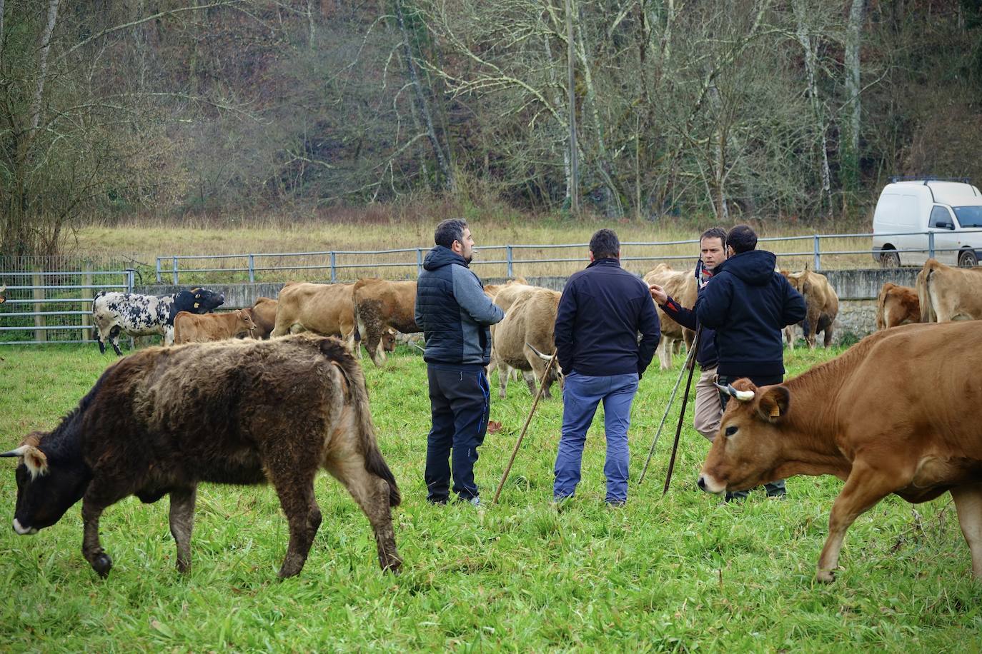 La feria de San Antón de Cangas de Onís ha inaugurado el calendario ganadero de Asturias. No ha sido una cita multitudinaria y las normas sanitarias han estado muy presentes.