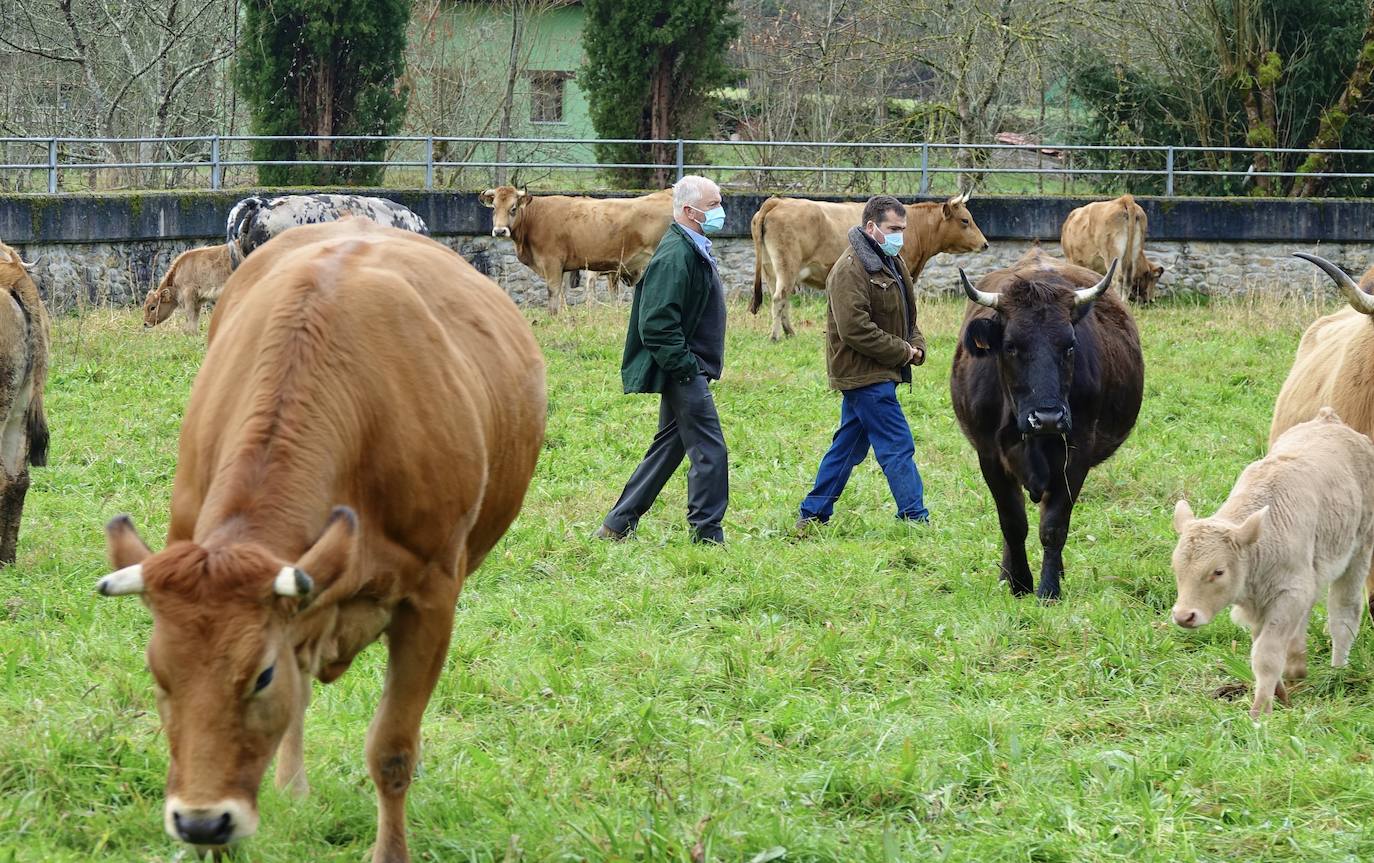 La feria de San Antón de Cangas de Onís ha inaugurado el calendario ganadero de Asturias. No ha sido una cita multitudinaria y las normas sanitarias han estado muy presentes.