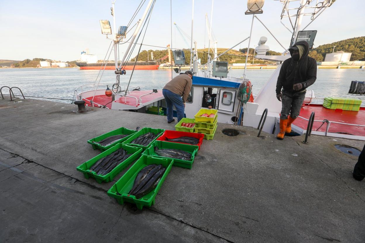 Descarga de un pesquero en el muelle para pasar por la lonja de Avilés en la jornada del viernes. 