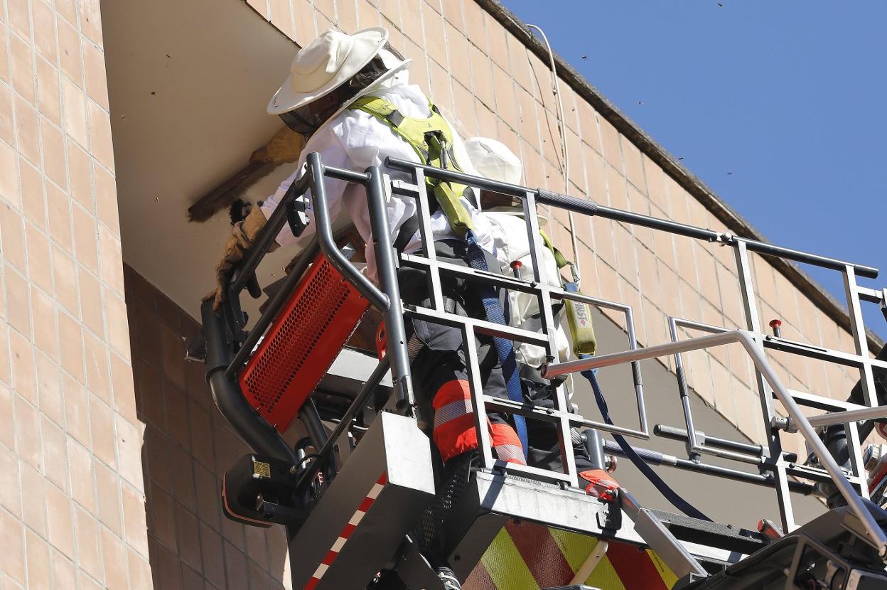 Los bomberos retiran un nido de avispa asiática en un edificio de Leopoldo Alas 'Clarín'. 