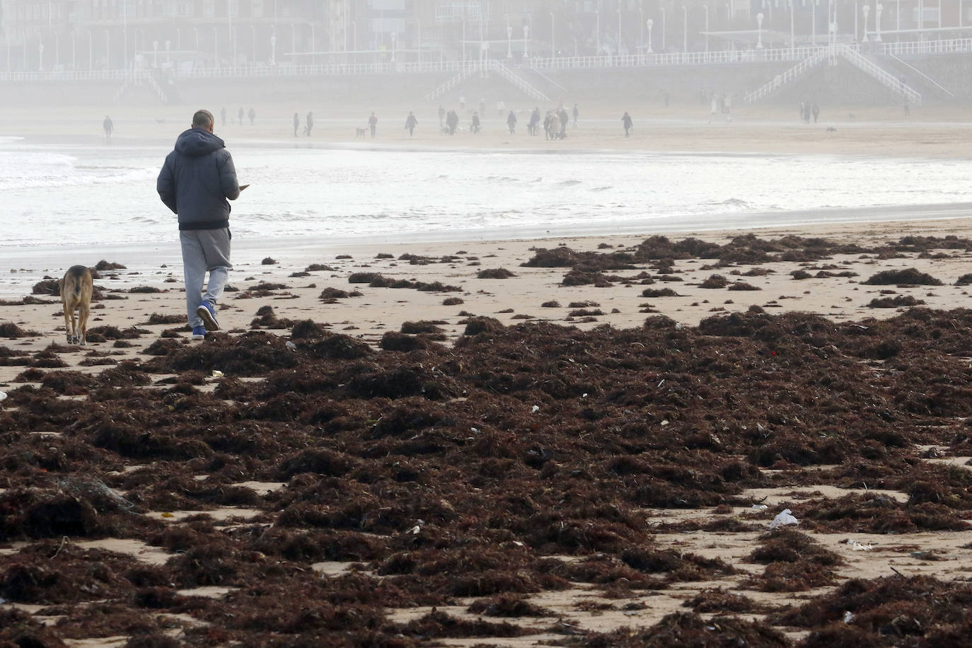 El arenal gijonés de San Lorenzo ha aparecido este martes cubierto por una capa de ocle. 