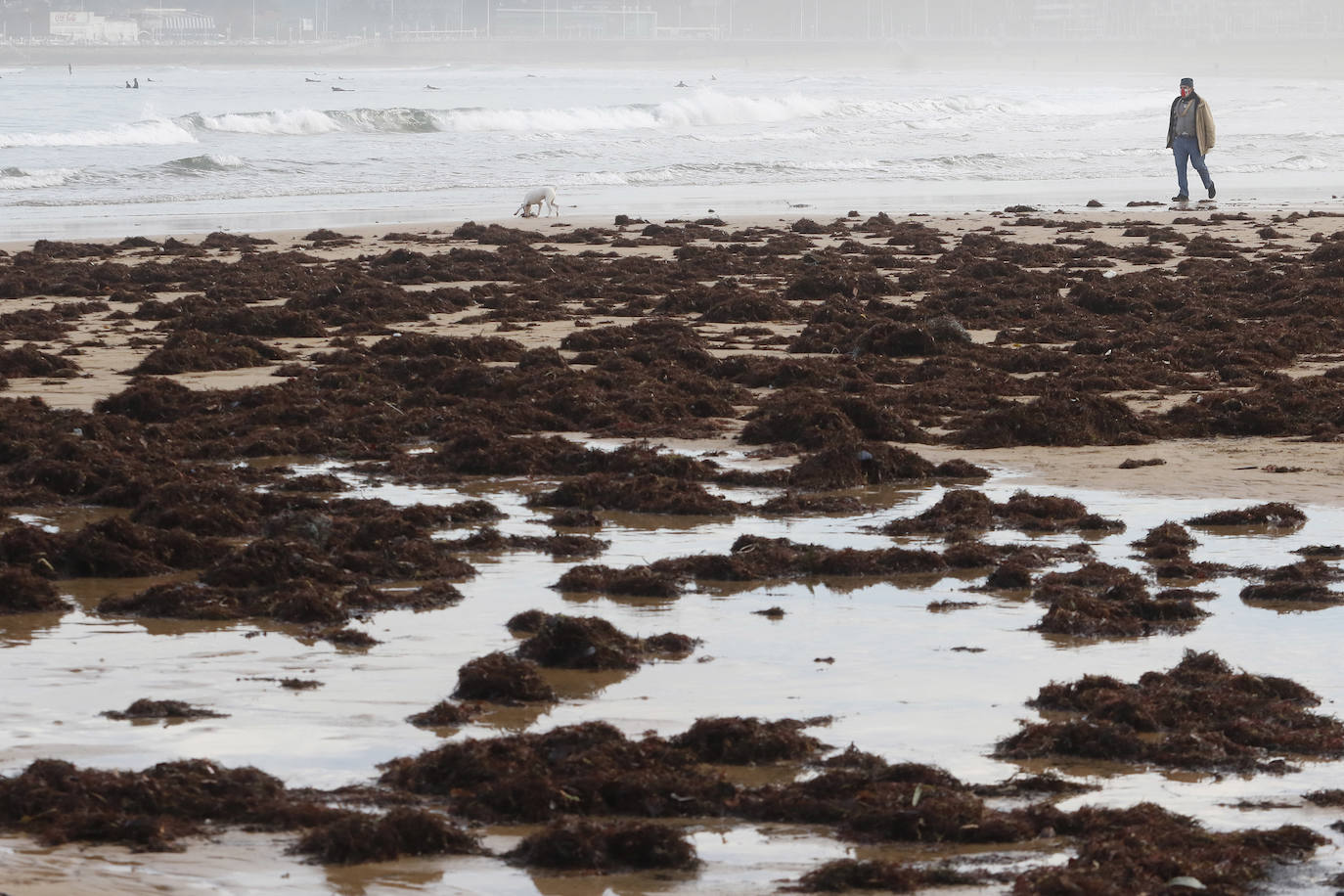 El arenal gijonés de San Lorenzo ha aparecido este martes cubierto por una capa de ocle. 