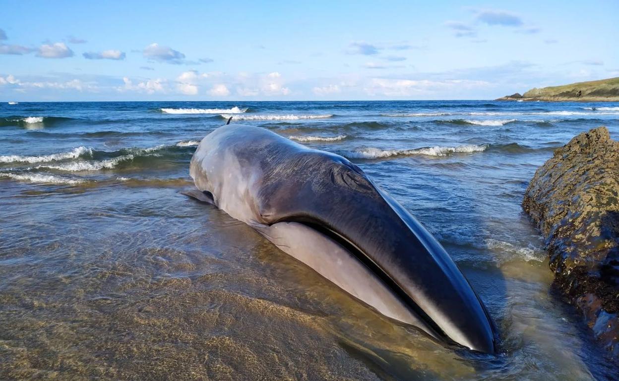 El animal, de trece metros, apareció en la playa de Serantes 