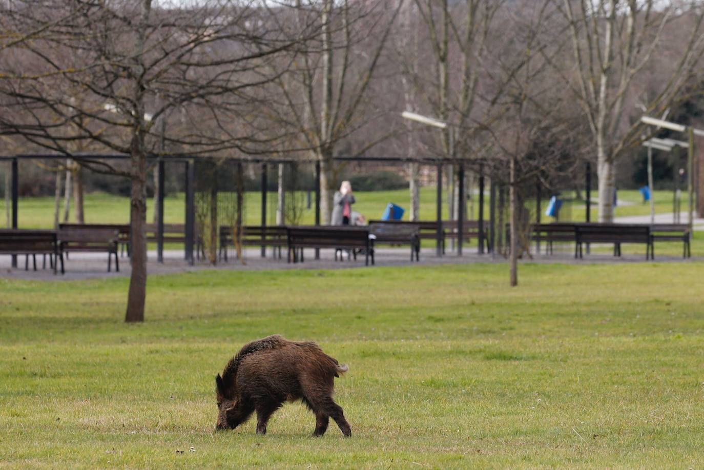 El animal, que campaba a sus anchas por un parque de Gijón, obligó a desplegar un amplio dispositivo policial.