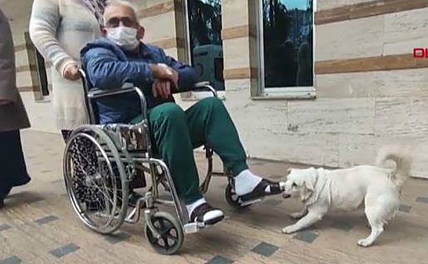 Vídeo: la conmovedora reacción de esta perra que esperó a su dueño una semana a la puerta del hospital