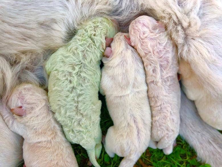 Pistacho, un cachorro que nació con pelaje verde, se ve el día que nació en una granja en la isla de Cerdeña.