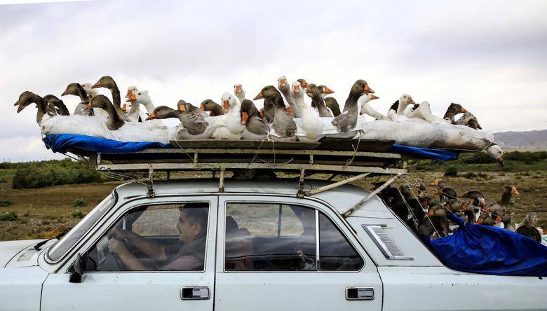 Un hombre lleva gansos encima de su automóvil mientras conduce por una carretera que conduce a la ciudad de Ganja, Azerbaiyán.