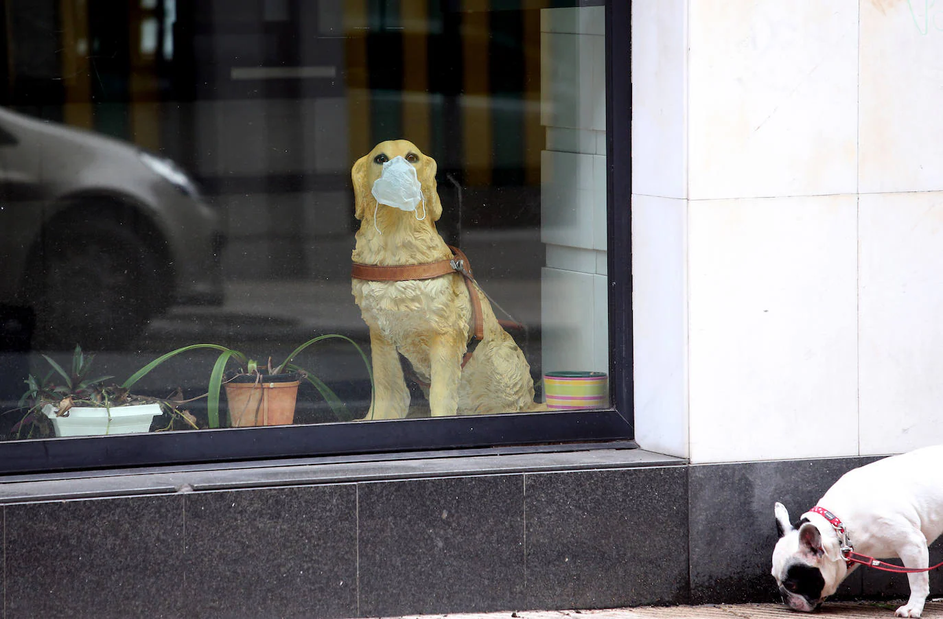 Un perro pasea frente a un escaparate en el que hay una estatuade otro perro con mascarilla 