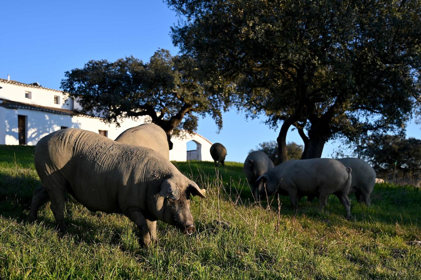 El jamón ibérico es el nombre que se da exclusivamente a los jamones procedentes del cerdo ibérico, o raza negra ibérica. El secreto de su sabor se debe a la dieta de bellotas de los cerdos. Los animales de las imágenes se alimentan en un amplio campo verde en Membrio, cerca de Cáceres. 