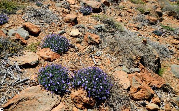 Imagen principal - Arriba. La especie 'Viola_guaxarensis' de Tenerife. Debajo. La herbácea Linaria Semialata de Andalucía; y el musgo 'Lewinskya scissa', que crece en Gran Canaria.