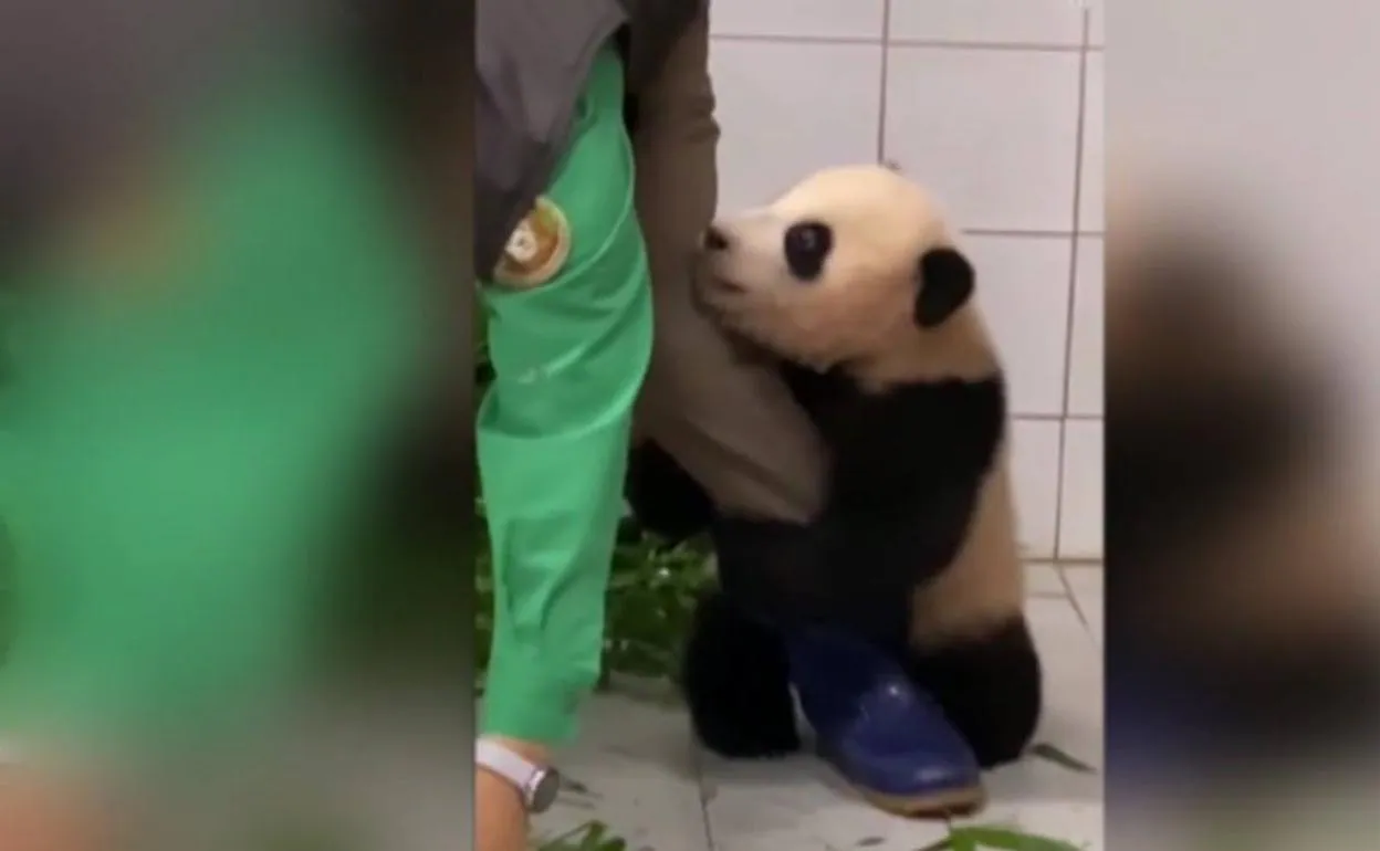 Un oso panda ataca a un veinteañero chino que quería abrazarle