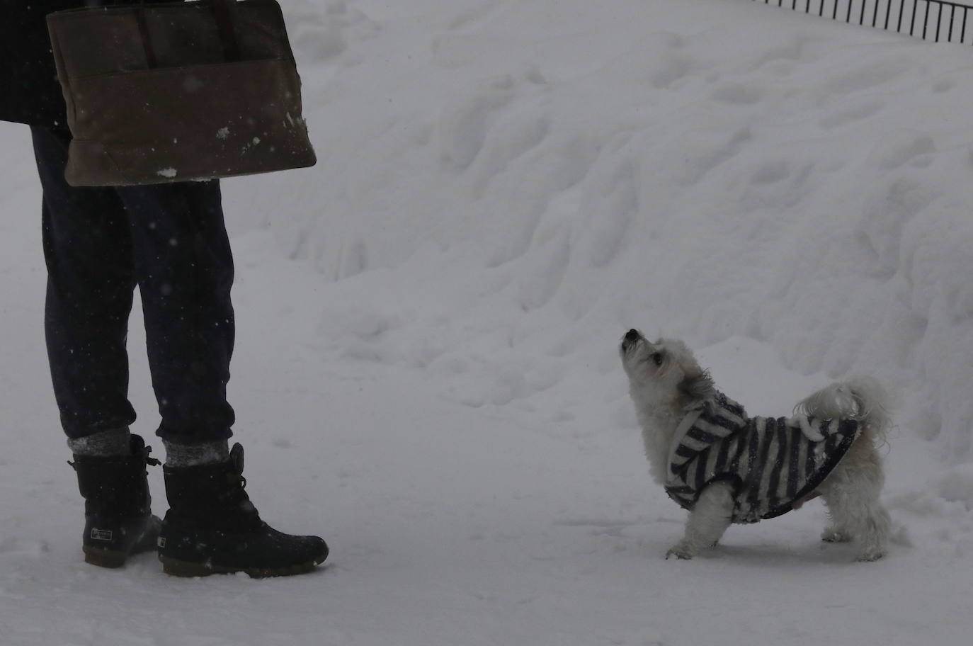 La primera gran nevada del año en Nueva York ha dejado imágenes impresionantes. Está incluso considerada como una de las más copiosas de la historia. Además, el cierre parcial del metro y la prohibición del tráfico de vehículos no esenciales provocó que muchos negocios tuviesen que cerrar ante la imposibilidad de que los empleados llegasen a los puestos de trabajo.