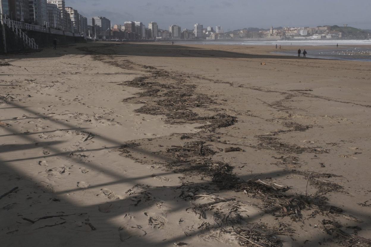 La playa de San Lorenzo, con maderas, algas y plásticos a lo largo del arenal. 