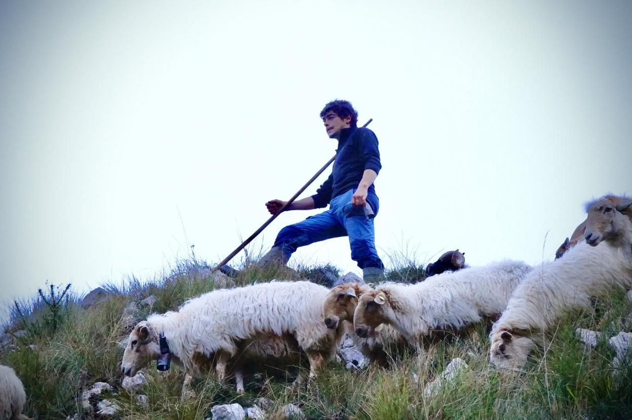 Un pastor con su rebaño de ovejas en Cangas de Onís. 