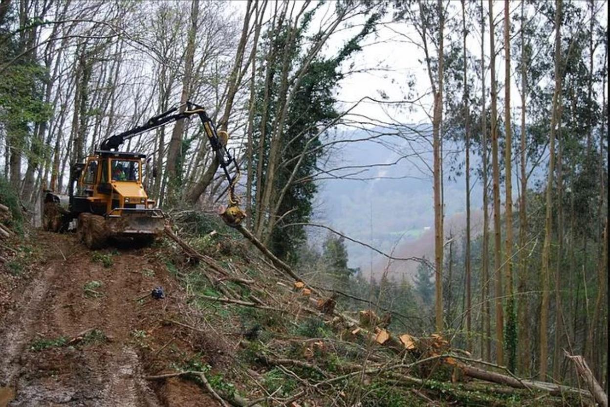 Maquinaria de Pinabe trabajando en un monte. 