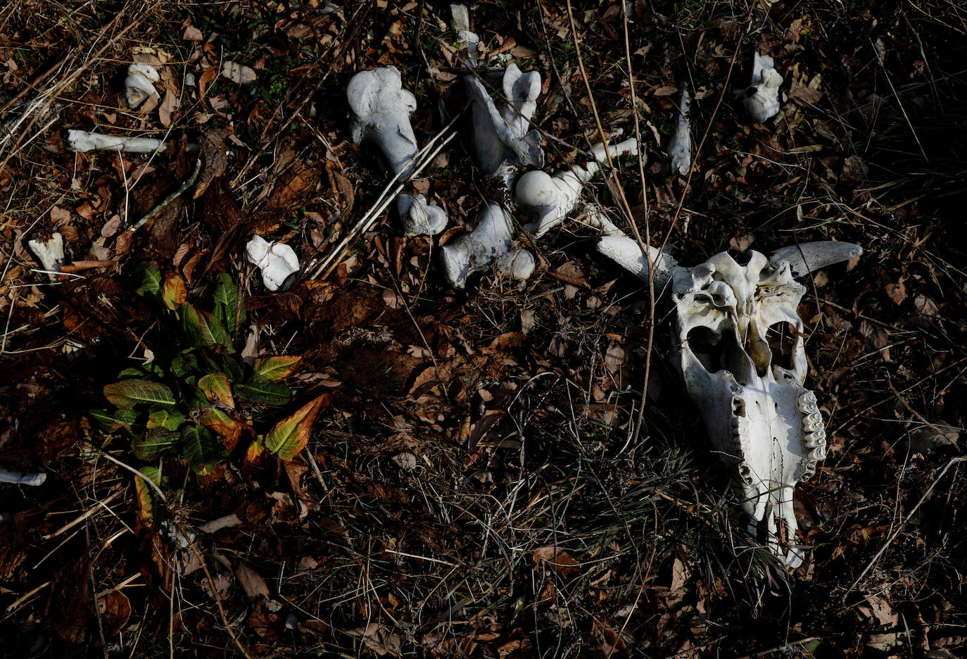Sakae Kato se quedó atrás después de que todo el mundo huyera ante el desastre nuclear en Fukushima para ayudar a los animales abandonados ante la estampida de la población. En la soledad de una localidad arrasada y desértica, se afana en rescatar gatos «Quiero asegurarme de estar aquí para ocuparme del último. Después de eso quiero morir, ya sea un día o una hora después«, explica. En su aislado hogar viven 41 mininos. En su jardín reposa el cadaver de otros 23 