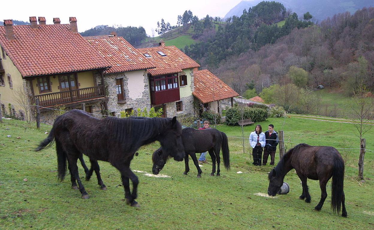 Asturcones en los terrenos de un alojamiento rural del Oriente de Asturias.