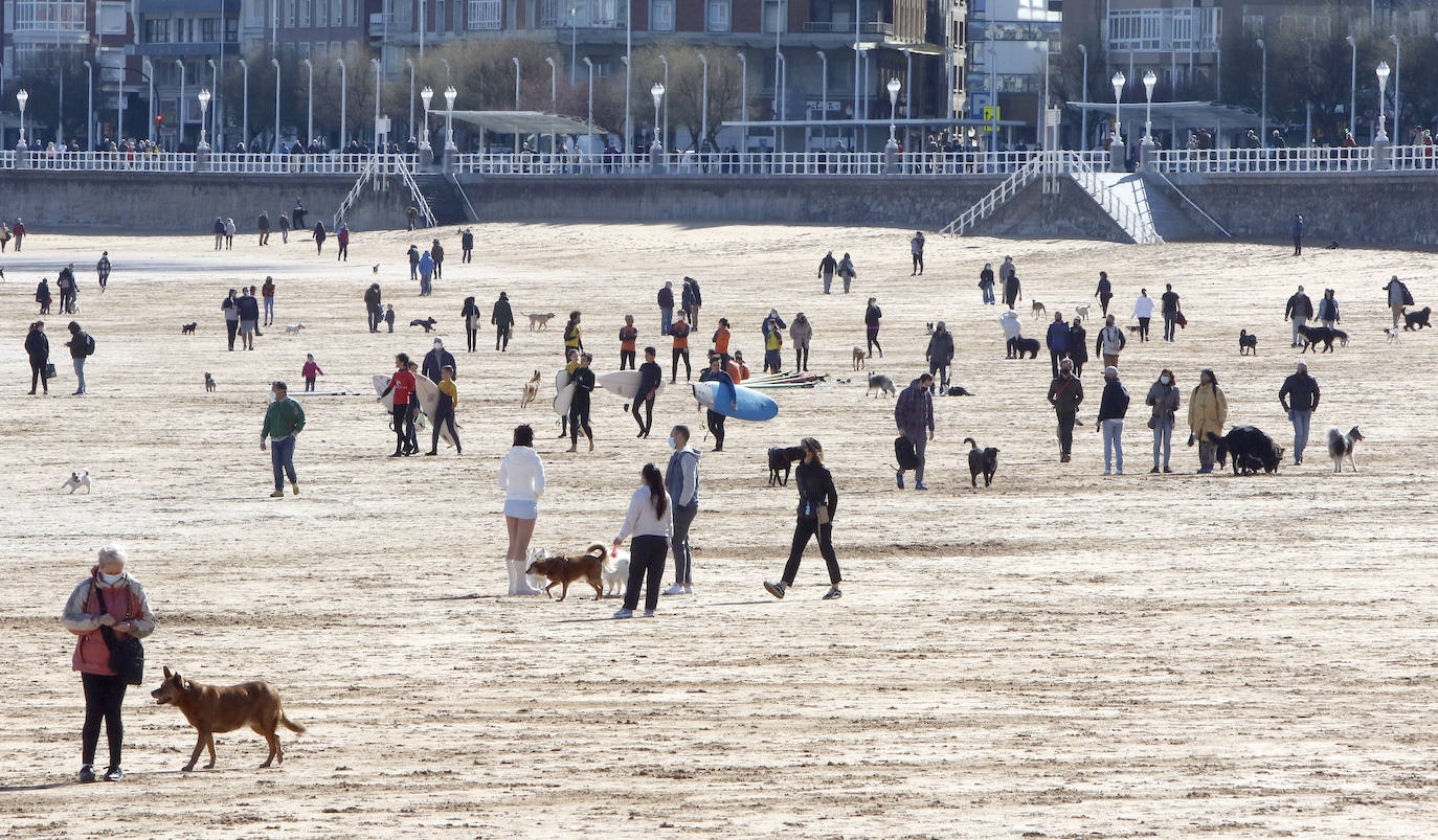 Como si se hubiesen citado, cientos de gijoneses han elegido hoy la playa de San Lorenzo para disfrutar del sol y el aire libre. Muchos de ellos han disfrutado del día con sus macostas, lo que dibujaba un entrañable mosaico en el arenal.