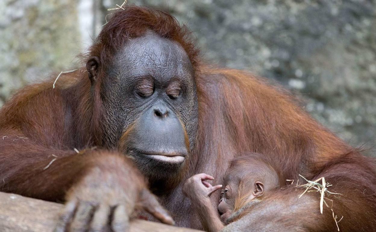 Una orangután con su cría, en una imagen de archivo