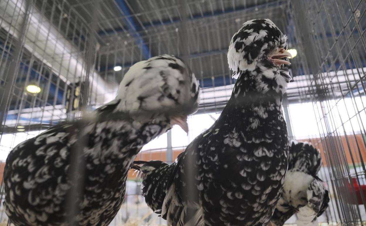 Una edición anterior de Agropec