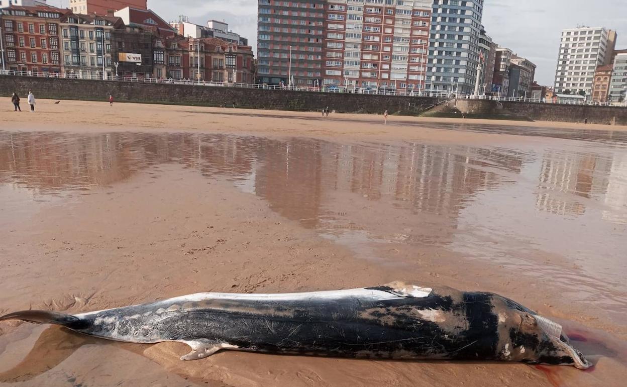 Hallan el cadáver de una cría de ballena en San Lorenzo