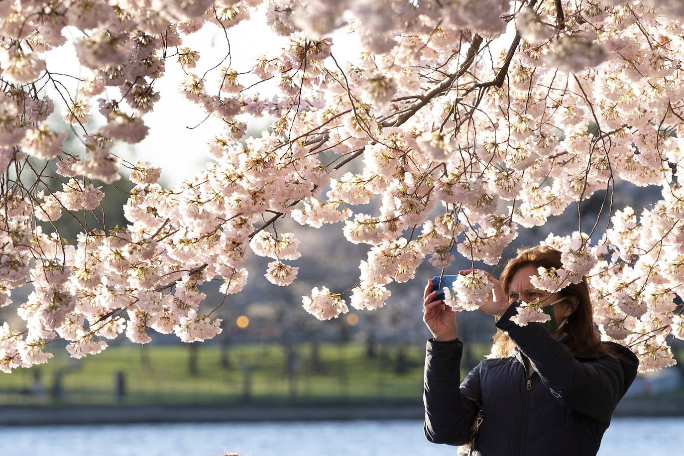 El Cherry Blossom es uno de los fenómenos más bonitos del mundo en primavera. La floración de los cerezos se convierte en espectáculo y reclamo turístico. En Japón, con más de 200 variedades de árbol, se viven escenas únicas. En 1912, el alcalde de Tokio Yukio Ozaki regaló a la ciudad de Washington, D.C., 3.000 cerezos para honrar la amistad entre las dos naciones. El Cherry Blossom Festival de Vancouver convierte en fiesta la llegada de la lucida flor.