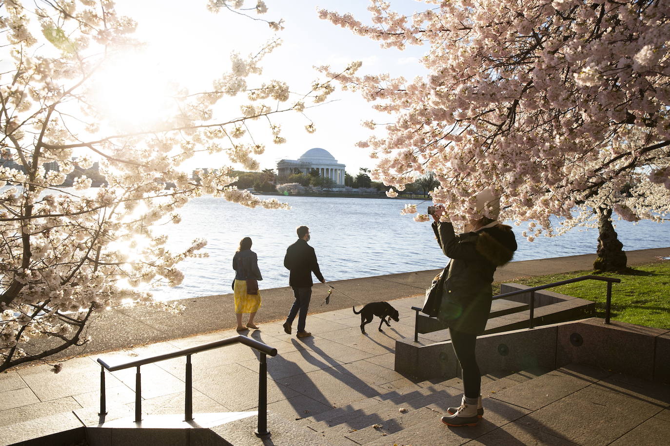El Cherry Blossom es uno de los fenómenos más bonitos del mundo en primavera. La floración de los cerezos se convierte en espectáculo y reclamo turístico. En Japón, con más de 200 variedades de árbol, se viven escenas únicas. En 1912, el alcalde de Tokio Yukio Ozaki regaló a la ciudad de Washington, D.C., 3.000 cerezos para honrar la amistad entre las dos naciones. El Cherry Blossom Festival de Vancouver convierte en fiesta la llegada de la lucida flor.