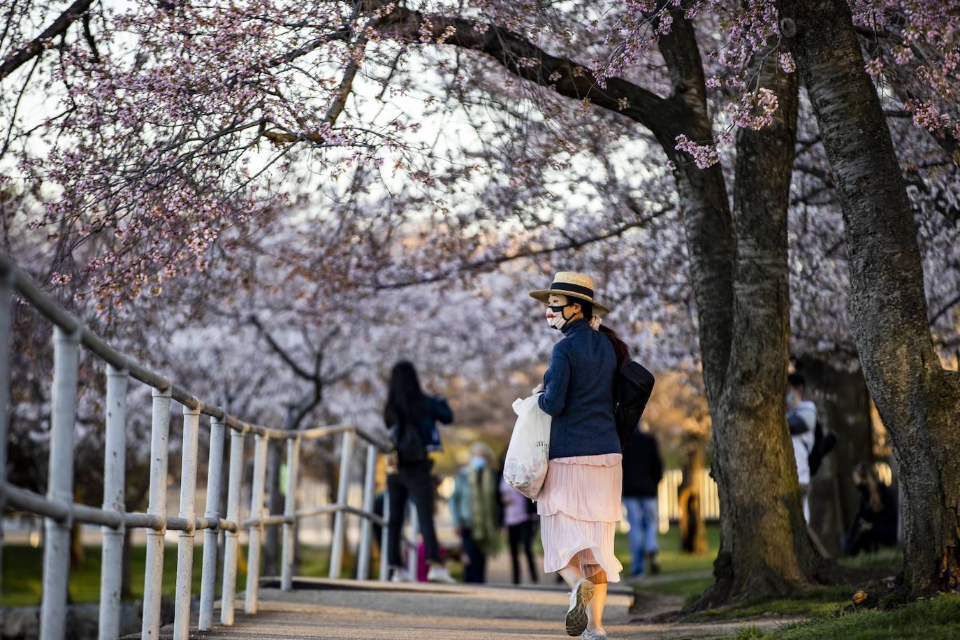 El Cherry Blossom es uno de los fenómenos más bonitos del mundo en primavera. La floración de los cerezos se convierte en espectáculo y reclamo turístico. En Japón, con más de 200 variedades de árbol, se viven escenas únicas. En 1912, el alcalde de Tokio Yukio Ozaki regaló a la ciudad de Washington, D.C., 3.000 cerezos para honrar la amistad entre las dos naciones. El Cherry Blossom Festival de Vancouver convierte en fiesta la llegada de la lucida flor.